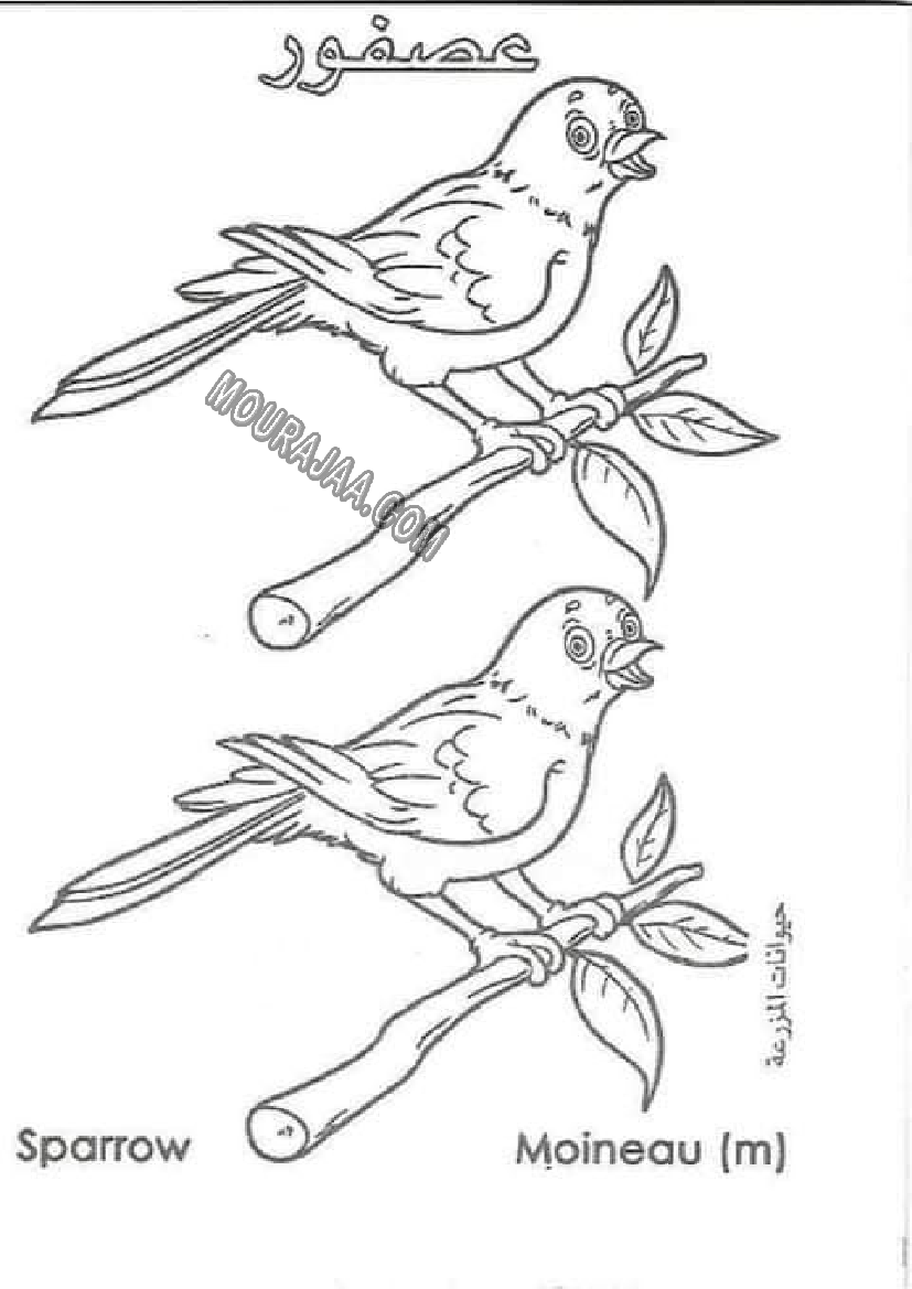 حيوانات المزرعة أتعلم و ألون