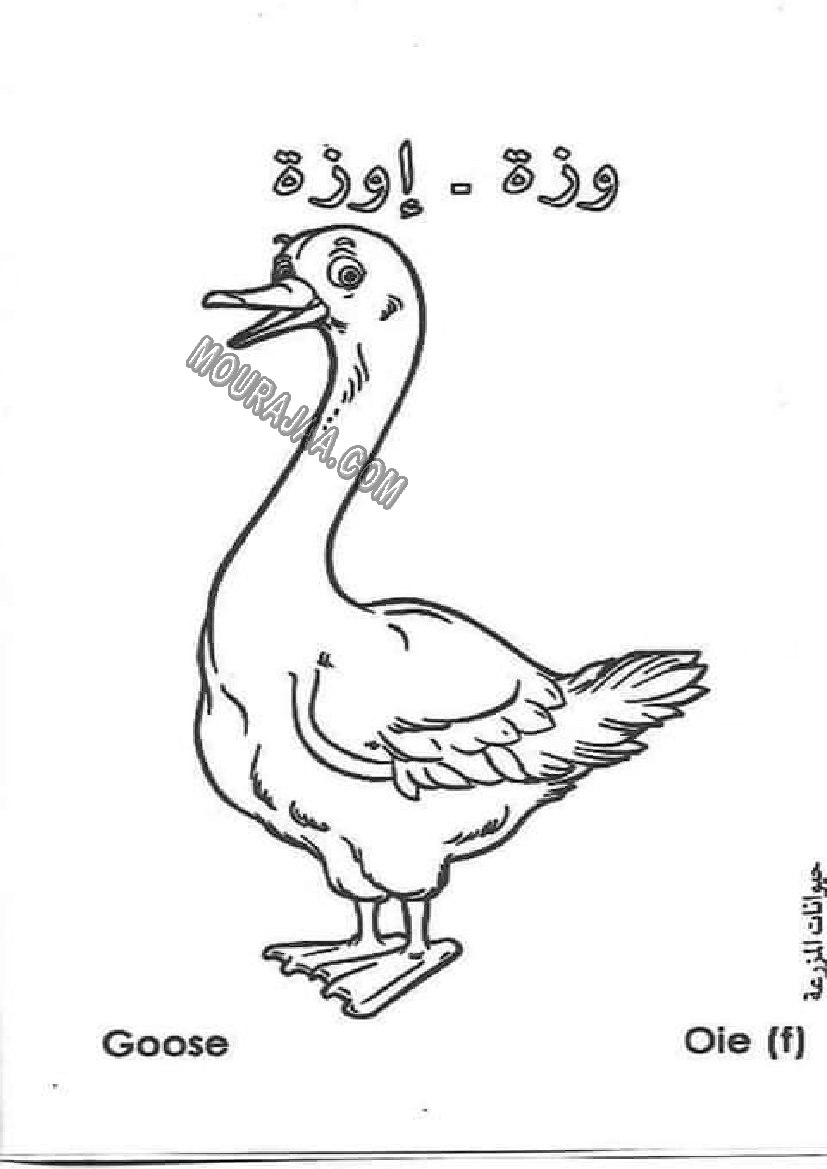 حيوانات المزرعة أتعلم و ألون