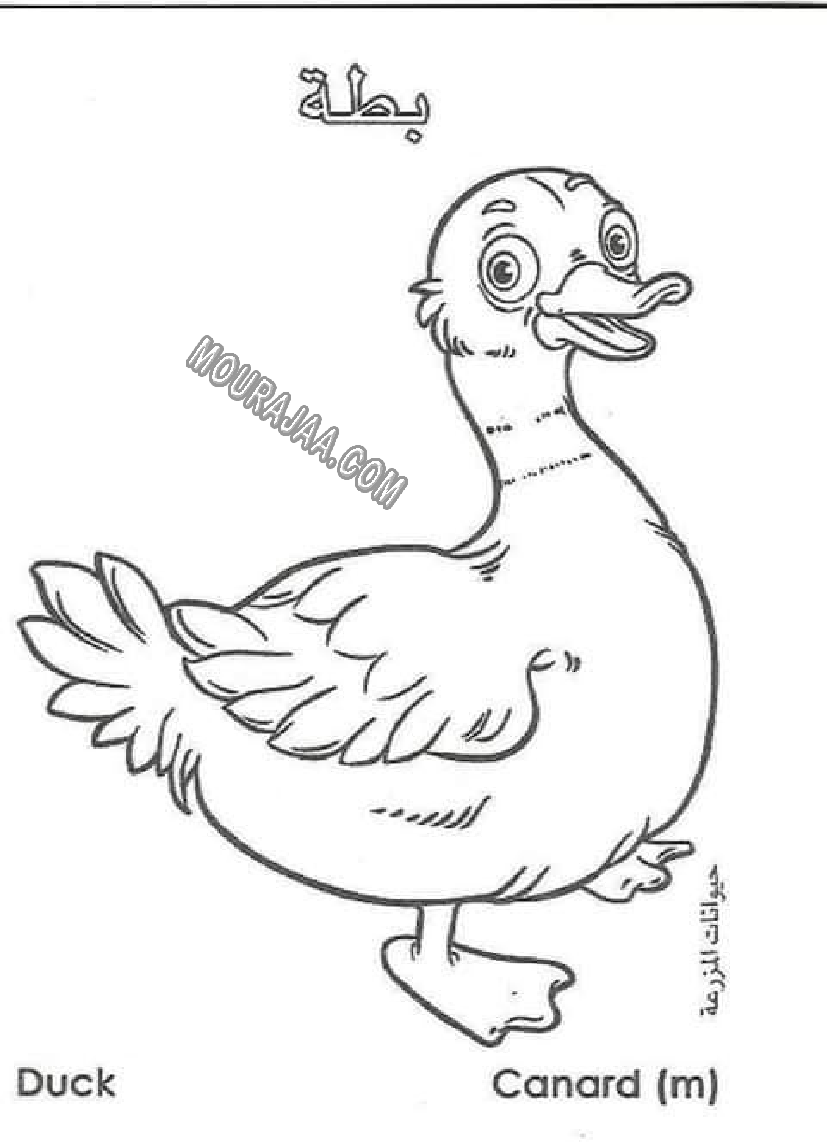 حيوانات المزرعة أتعلم و ألون