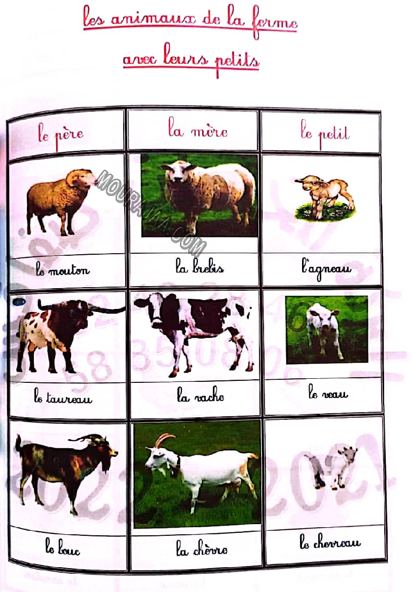 les animaux de la fermes et leur bebe