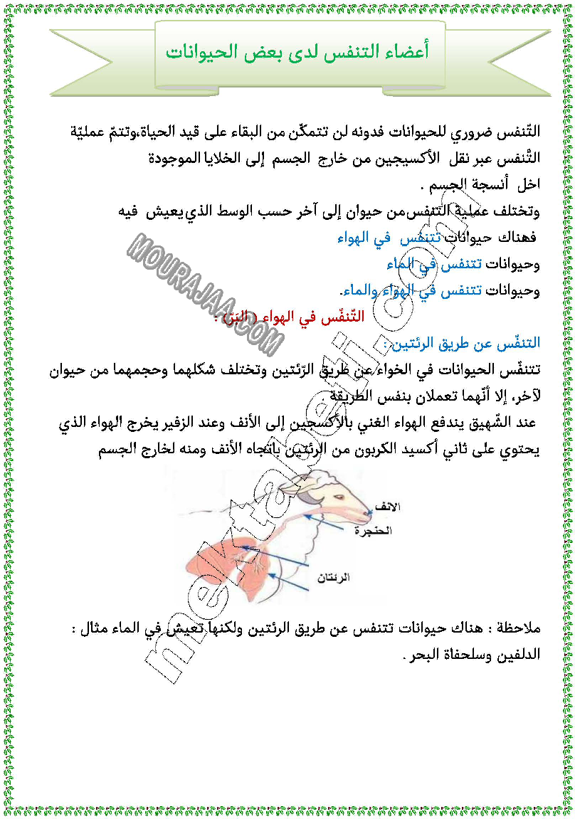 أعضاء التنفس عند بعض الحيويانات