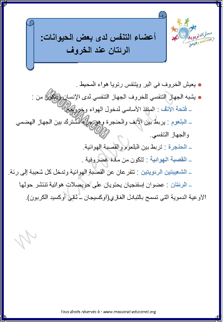 اعضاء التنفس لدى بعض الحيوانات رئتين الخروف