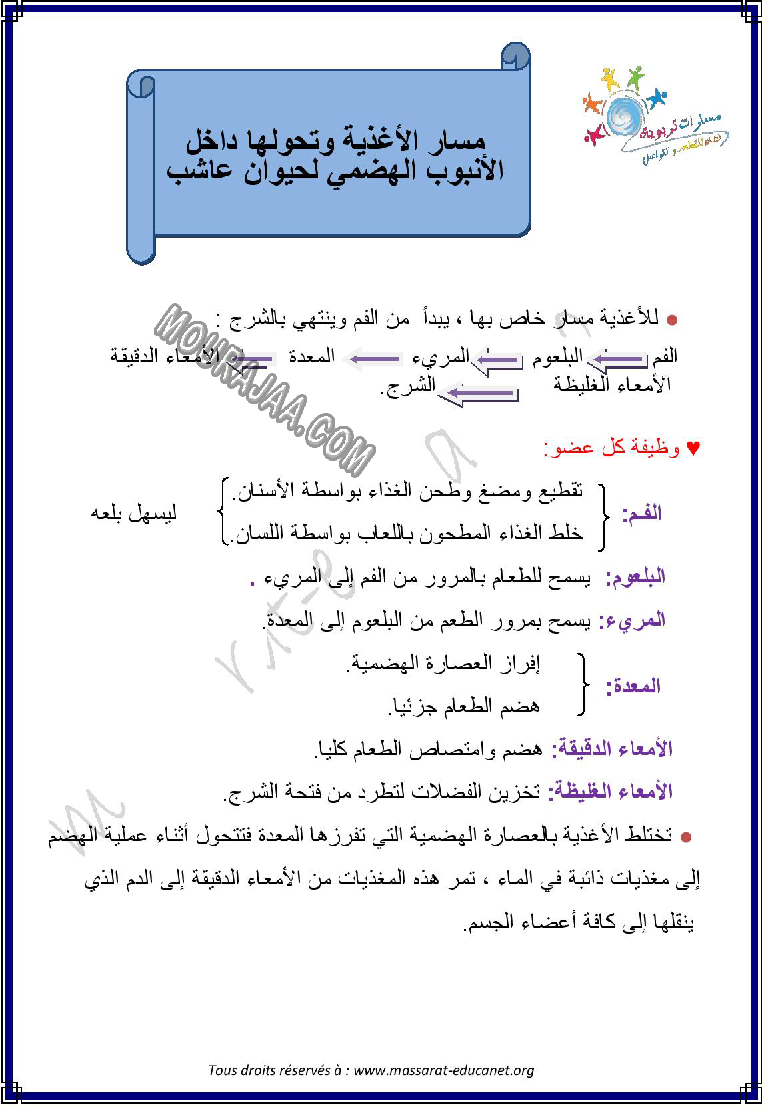 مسار الاغذية و تحولها داخل الامبوب الهضمي لحيوان عاشب