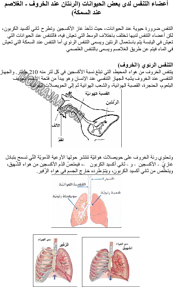 أعضاء التنفس لدى بعض الحيوانات - الرئتان عند الخروف- الغلاصم عند السمكة