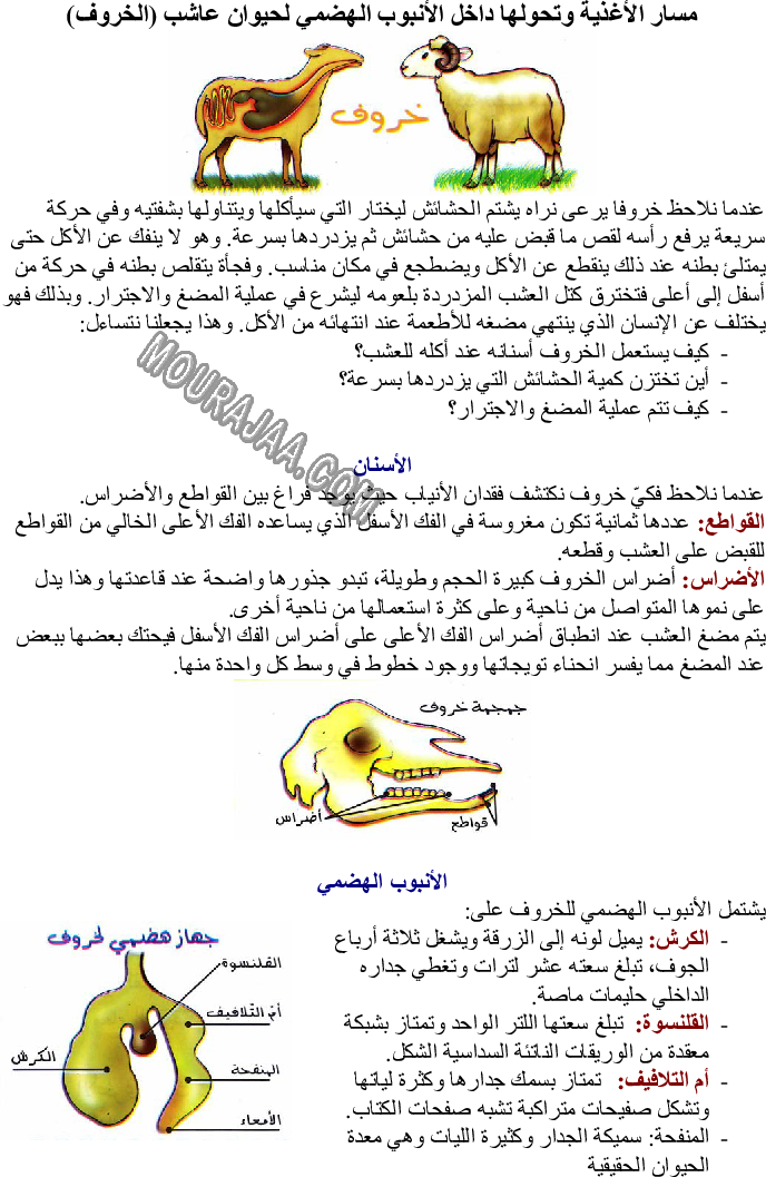 مسار الأغذية وتحولها داخل الأنبوب الهضمي لحيوان عاشب