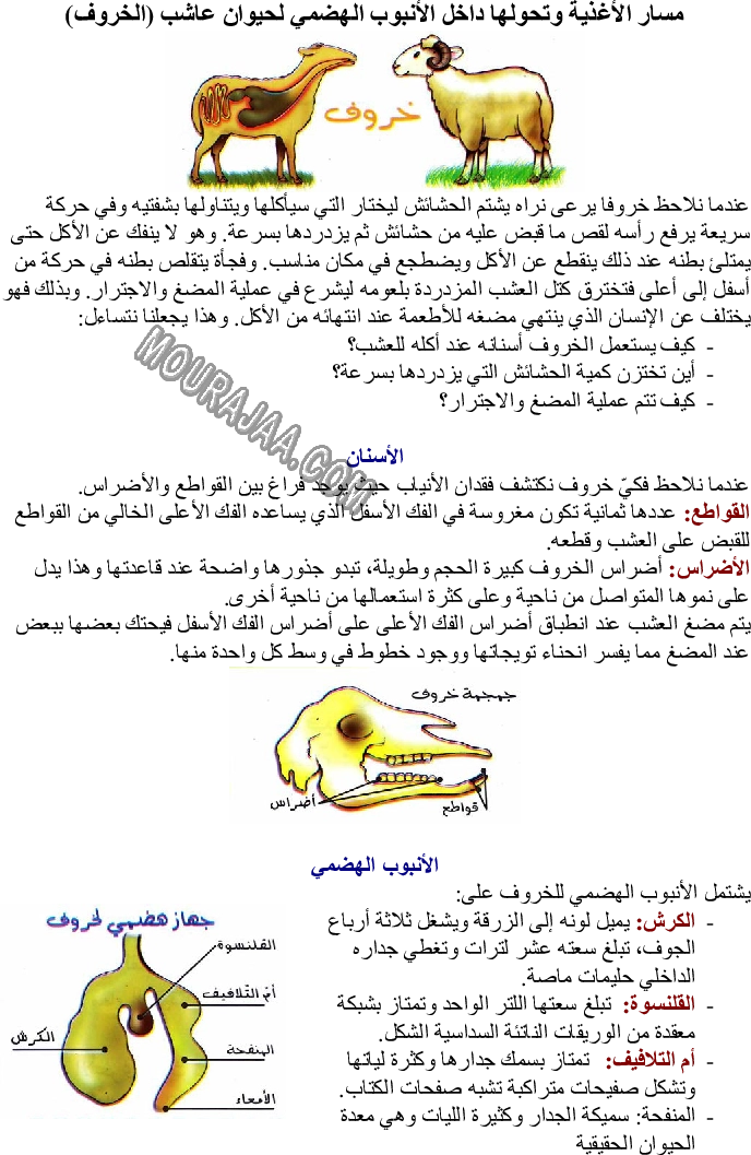 مسار الأغذية وتحولها داخل الأنبوب الهضمي لحيوان عاشب