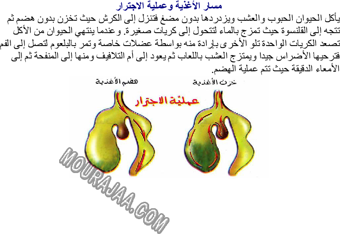 مسار الأغذية وتحولها داخل الأنبوب الهضمي لحيوان عاشب