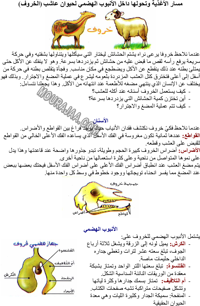 مسار الأغذية وتحولها داخل الأنبوب الهضمي لحيوان عاشب