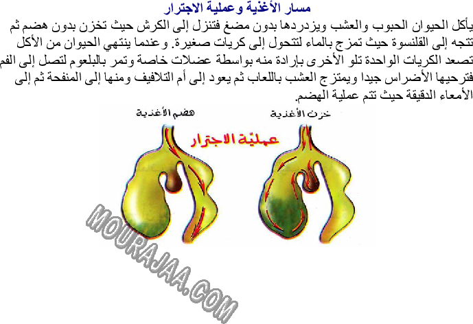 مسار الأغذية وتحولها داخل الأنبوب الهضمي لحيوان عاشب