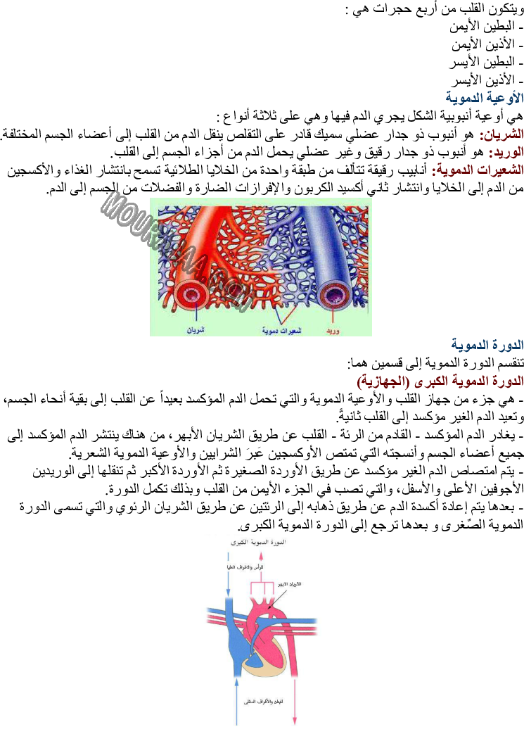 جهاز الدورة الدموية في جسم الإنسان