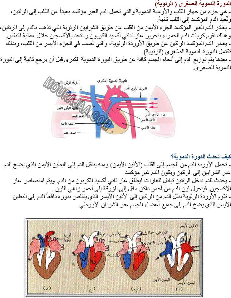 جهاز الدورة الدموية في جسم الإنسان