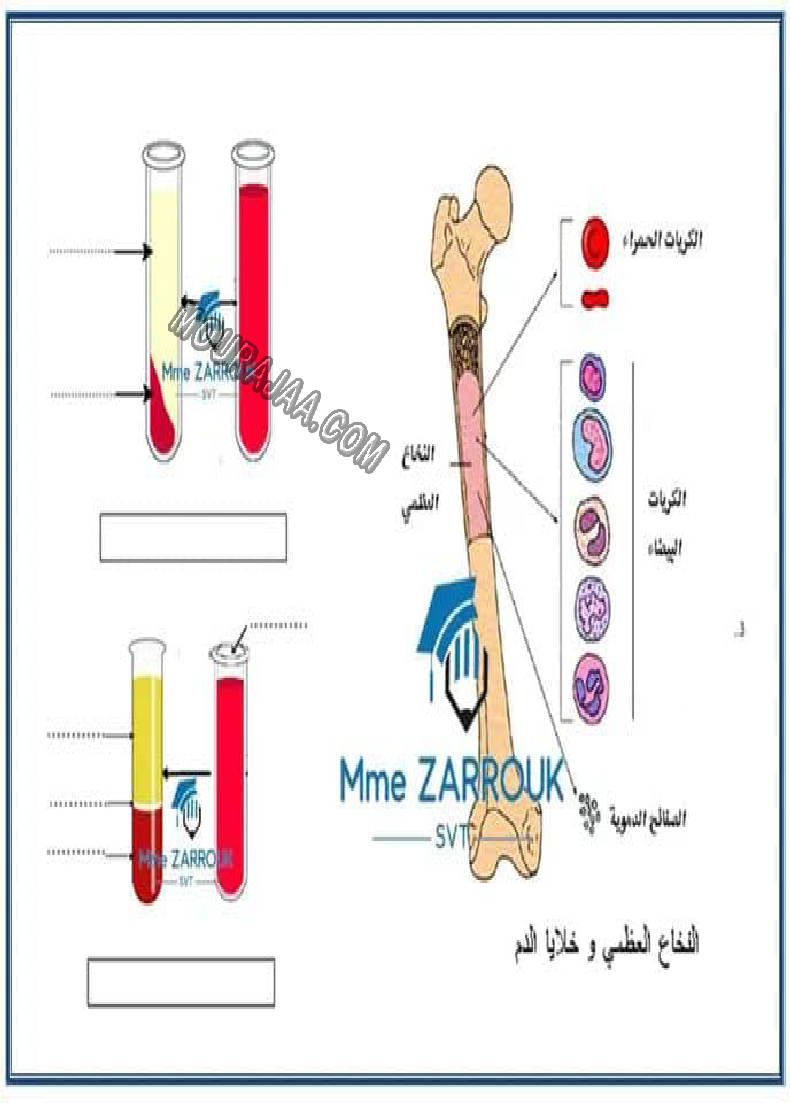 جهاز دوران الدم و التغذية 2022