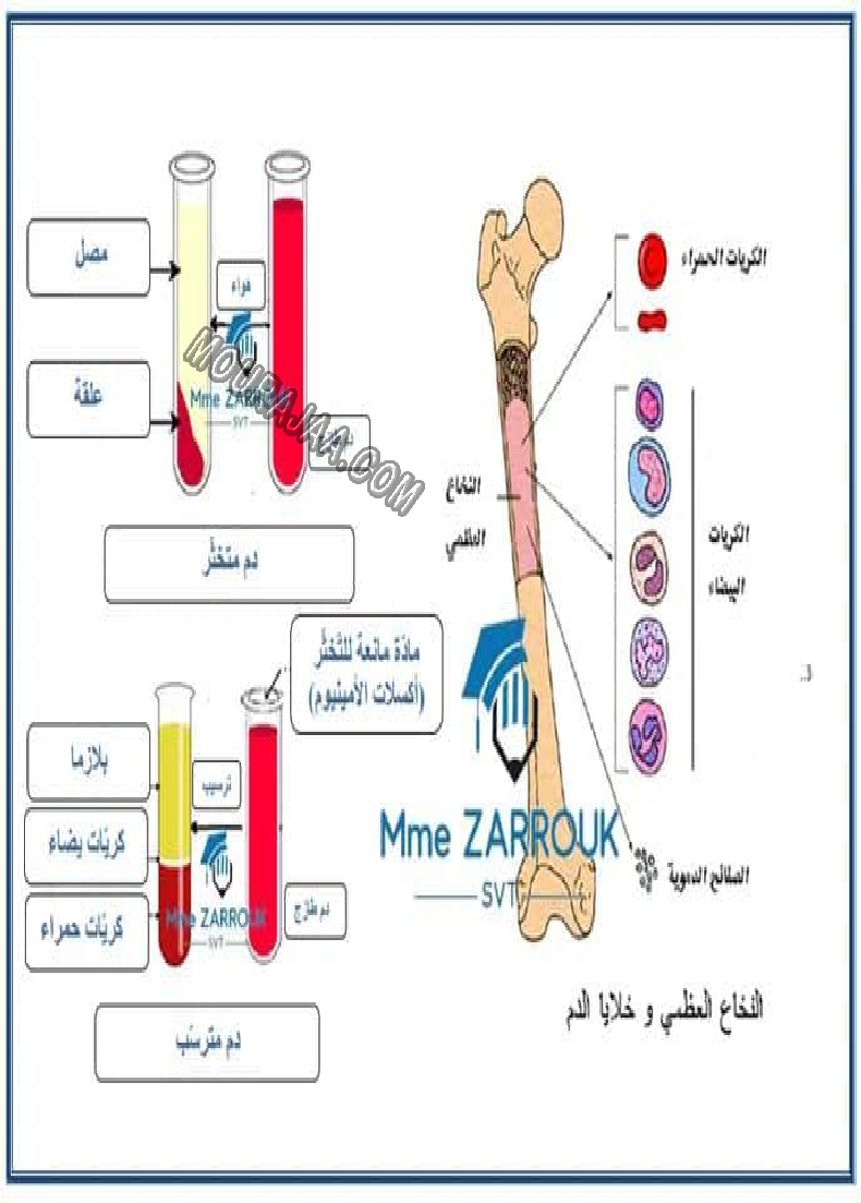 جهاز دوران الدم و التغذية 2022