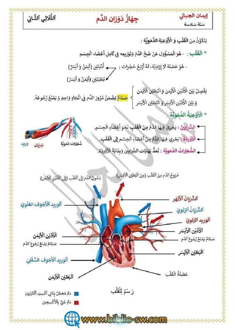 خصائص و تركيبة و وظيفة الدم