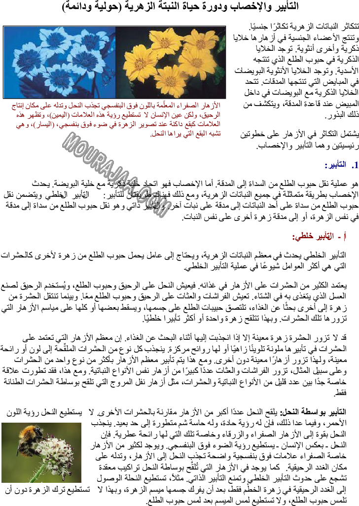 التأبير والإخصاب ودورة حياة النبتة الزهرية (حولية ودائمة)