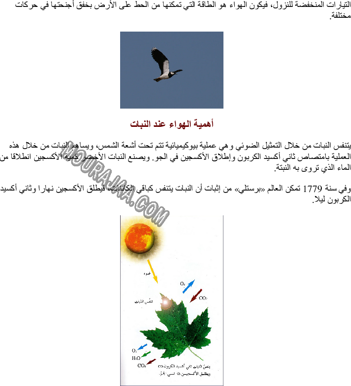 الهواء ضروري لحياة الإنسان والحيوان والنبات