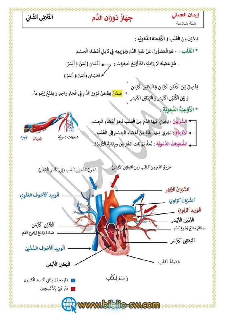خصائص و تركيبة و وظيفة الدم