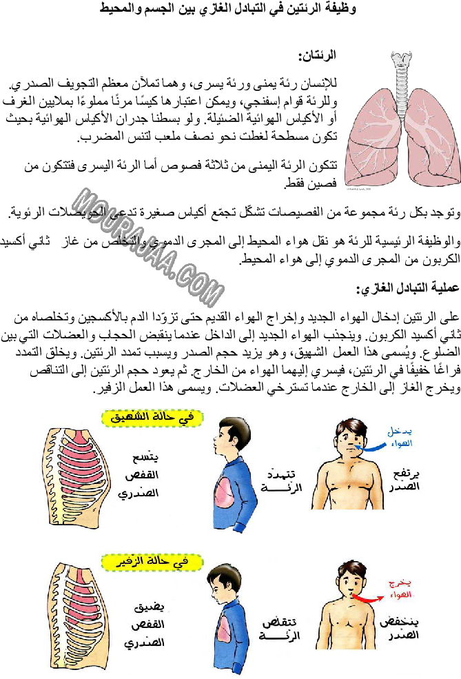 وظيفة الرئتين في التبادل الغازي بين الجسم والمحيط