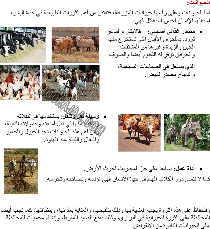 أهمية الشجرة في الحياة وحماية بعض النباتات والحيوانات من الصيد والحرائق