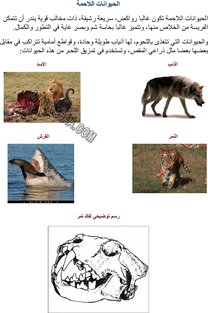 تصنيف الحيوانات حسب تنوع الغذاء الذي تعيش عليه