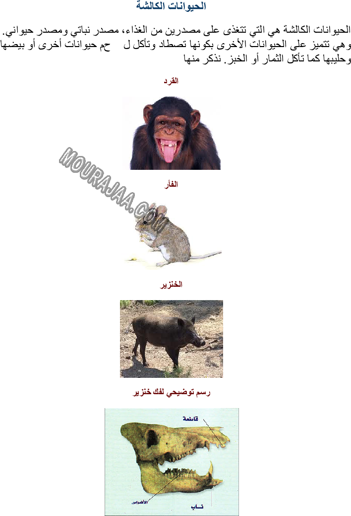 تصنيف الحيوانات حسب تنوع الغذاء الذي تعيش عليه