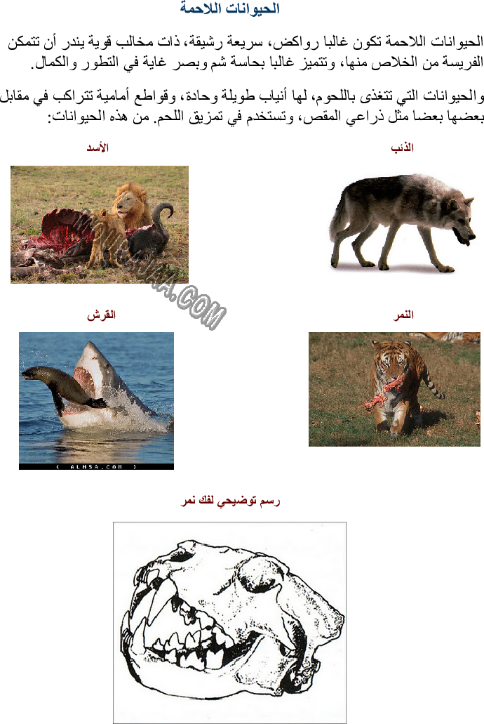 تصنيف الحيوانات حسب تنوع الغذاء الذي تعيش عليه