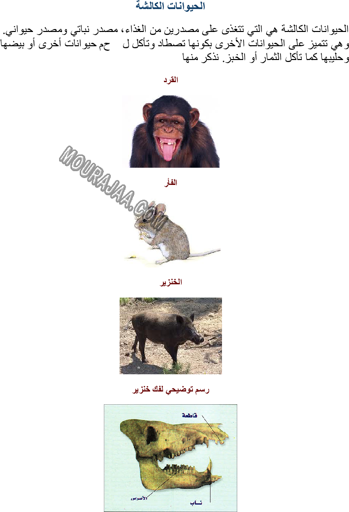 تصنيف الحيوانات حسب تنوع الغذاء الذي تعيش عليه