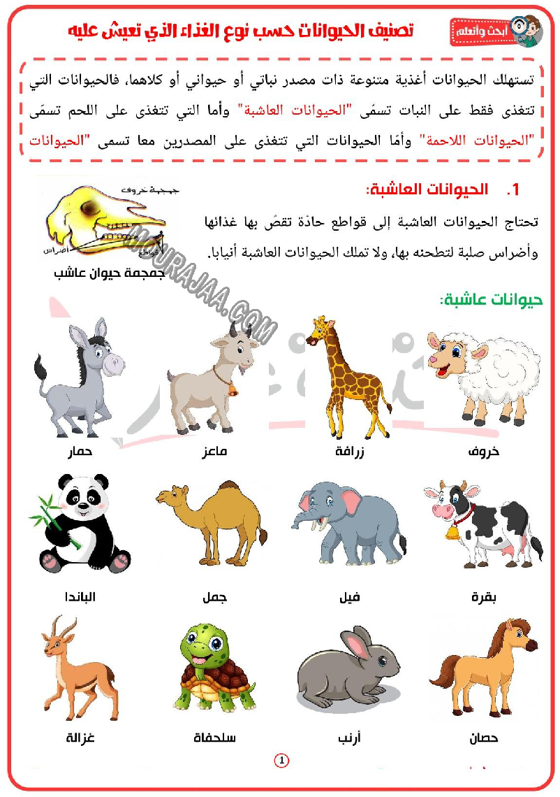 تصنيف الحيوانات حسب نوع الغذاء التي تعيش عليه