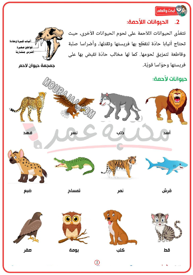 تصنيف الحيوانات حسب نوع الغذاء التي تعيش عليه