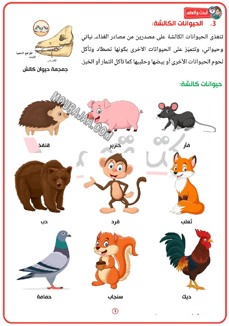 تصنيف الحيوانات حسب نوع الغذاء التي تعيش عليه