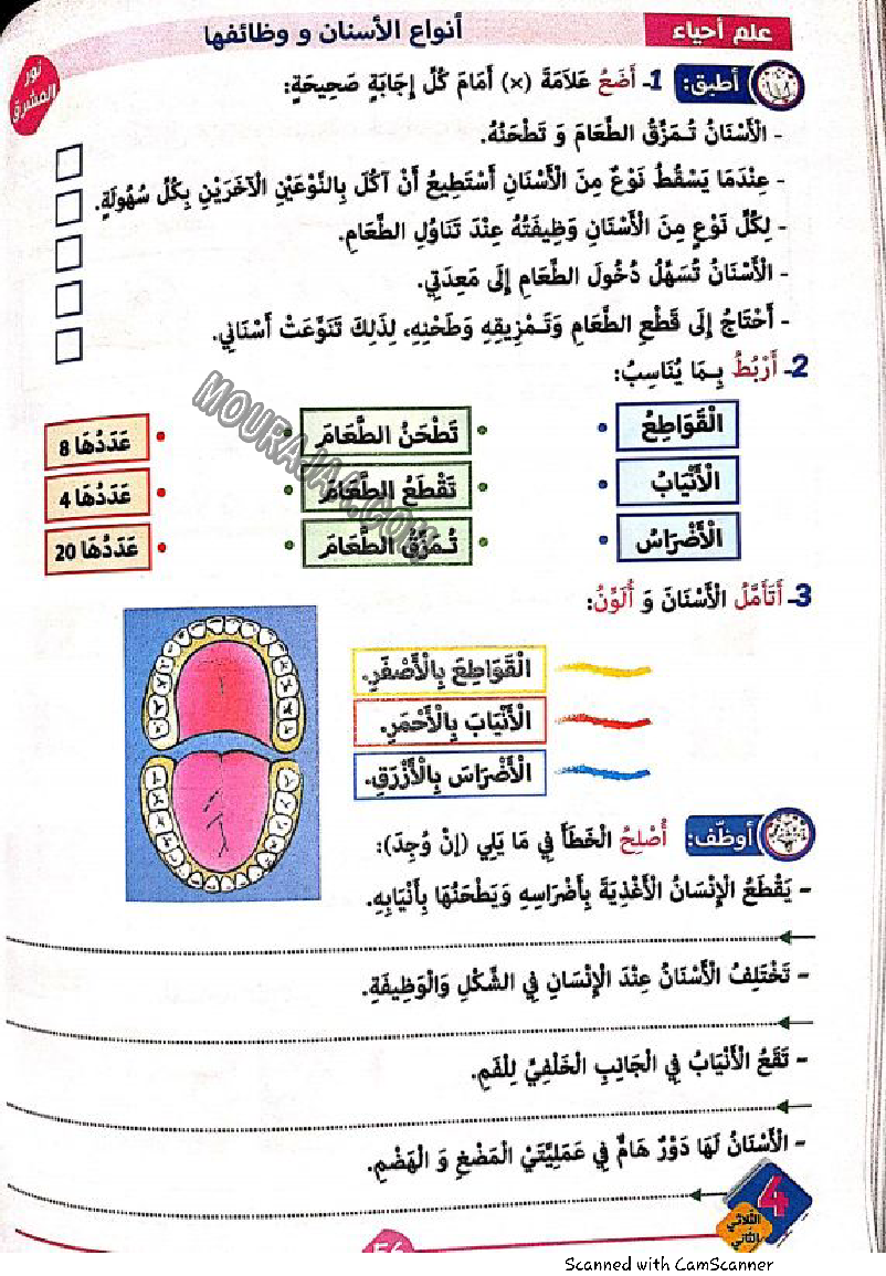 نور المشرق سنة رابعة الثلاثي الثاني